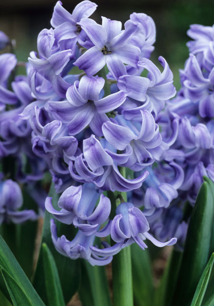 Blue Diamond hyacinth heirloom bulbs
