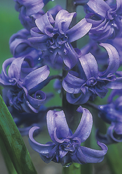 Dreadnought hyacinth heirloom bulbs