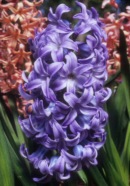 Grace Darling hyacinth heirloom bulbs