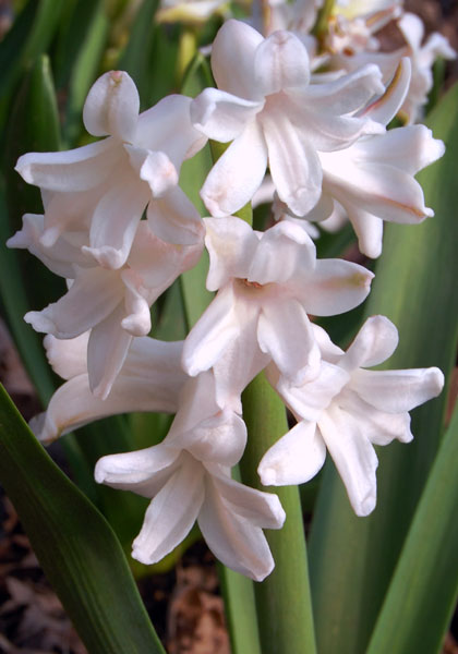 Grand Blanche Imperiale hyacinth heirloom bulbs