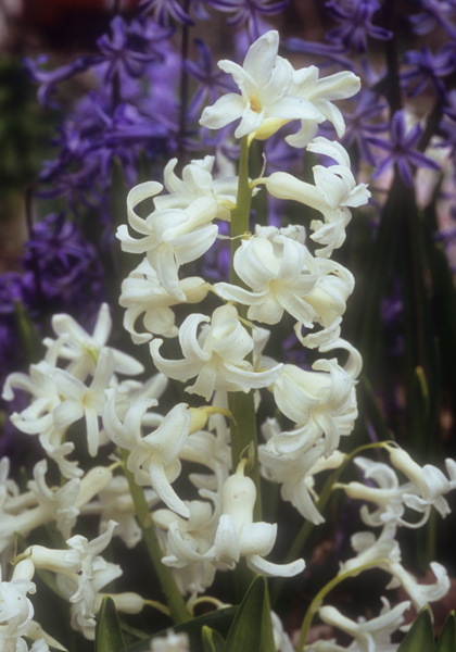 Snow White hyacinth heirloom bulbs