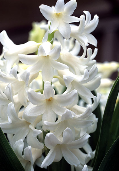 White Pearl hyacinth heirloom bulbs