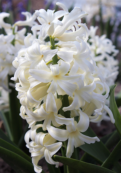 White Pearl hyacinth heirloom bulbs