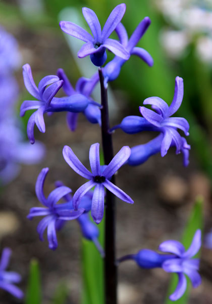 Roman Dark Blue hyacinth heirloom bulbs