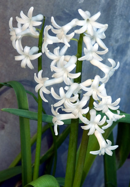 Roman White hyacinth heirloom bulbs