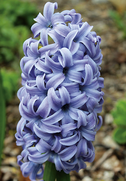 Sky Jacket hyacinth heirloom bulbs