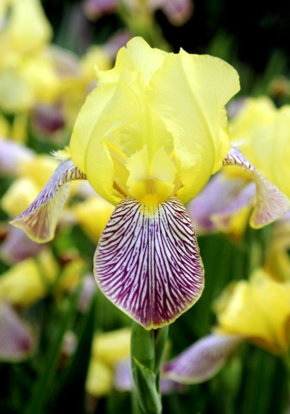 Gracchus iris heirloom bulbs