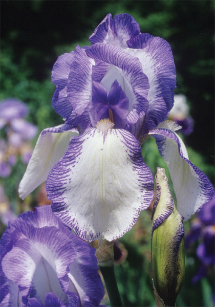 Madame Chereau iris heirloom bulbs