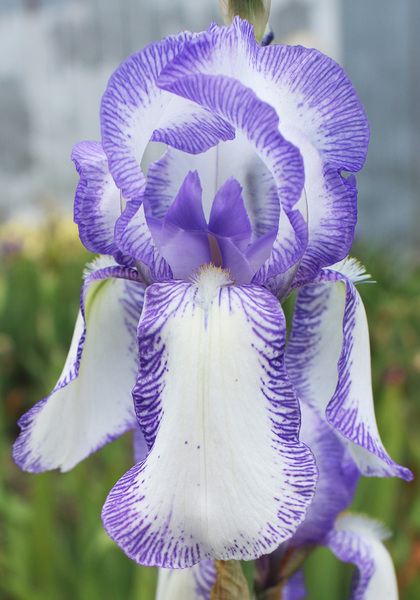 Madame Chereau iris heirloom bulbs