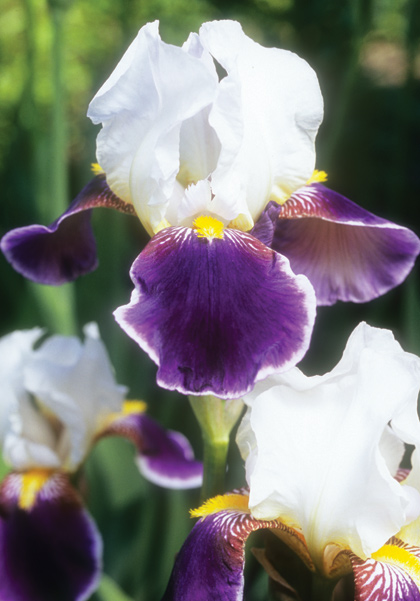 Wabash iris heirloom bulbs