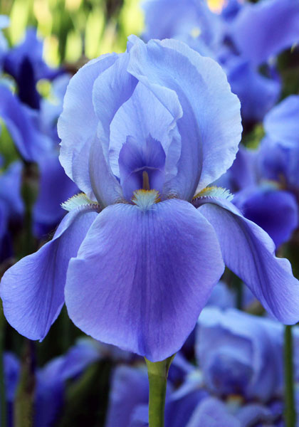 Blue Rhythm iris heirloom bulbs