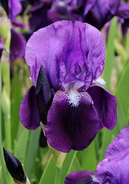 Eleanor Roosevelt iris | Old House Gardens