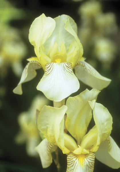 Flavescens iris heirloom bulbs