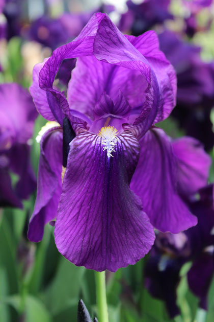 Crimson King iris heirloom bulbs