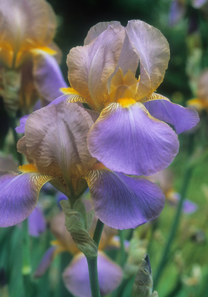 Quaker Lady iris heirloom bulbs