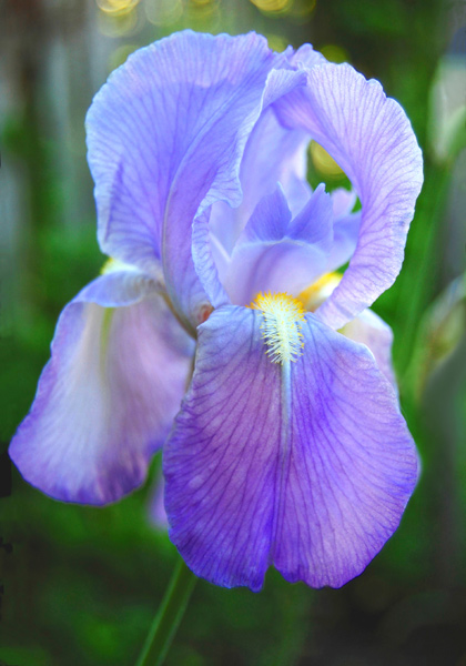 pallida Dalmatica iris heirloom bulbs