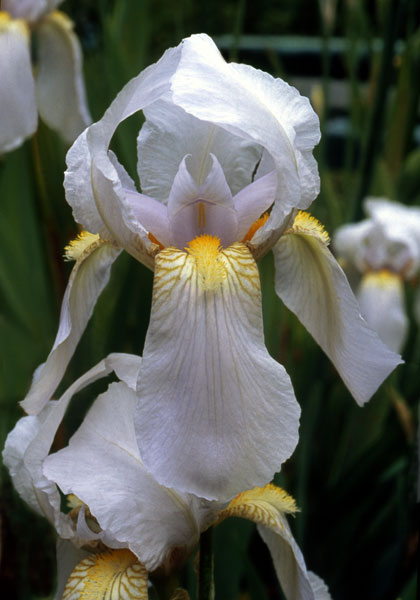 IRIS