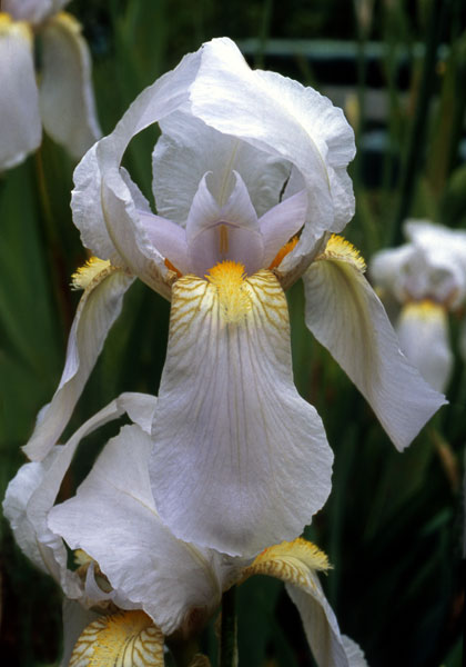Florentina iris heirloom bulbs