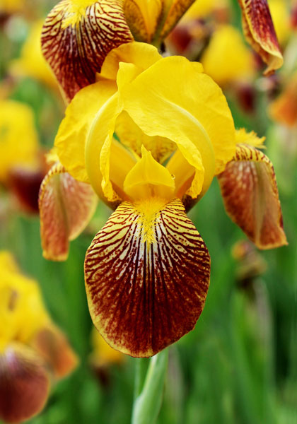 Honorabile iris heirloom bulbs