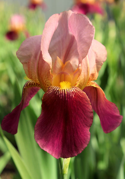 Indian Chief iris heirloom bulbs