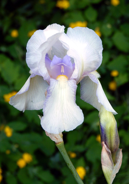 Fairy iris heirloom bulbs