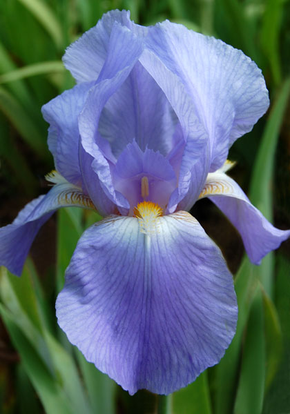 Great Lakes iris heirloom bulbs