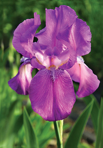 Caprice iris heirloom bulbs