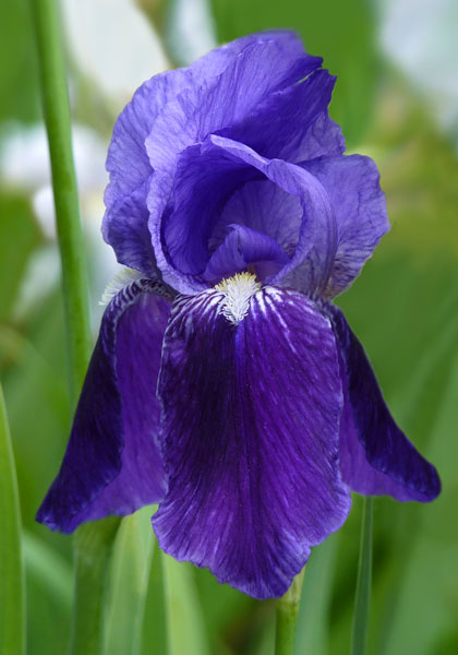 Germanica iris heirloom bulbs