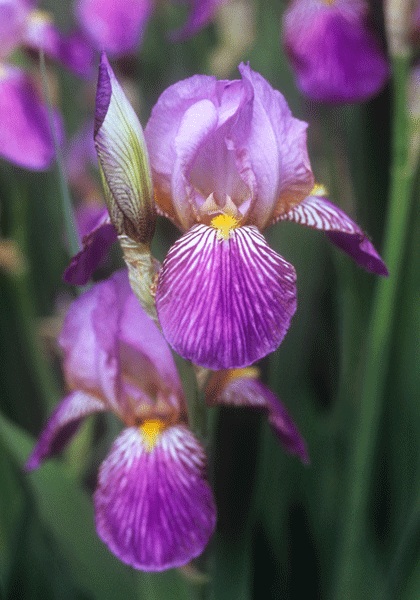 Her Majesty iris heirloom bulbs
