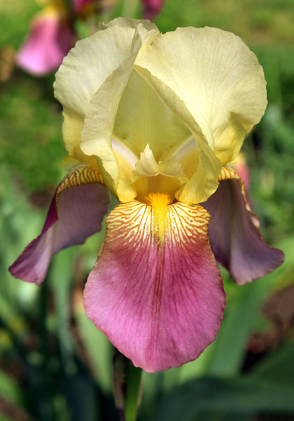 Shannopin iris heirloom bulbs