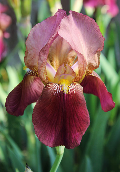 Dauntless iris heirloom bulbs