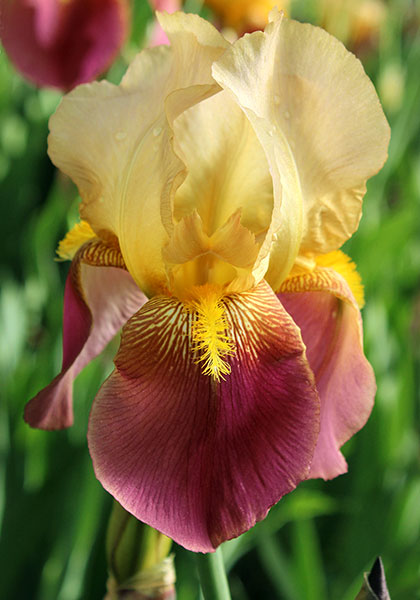 Frank Adams iris heirloom bulbs