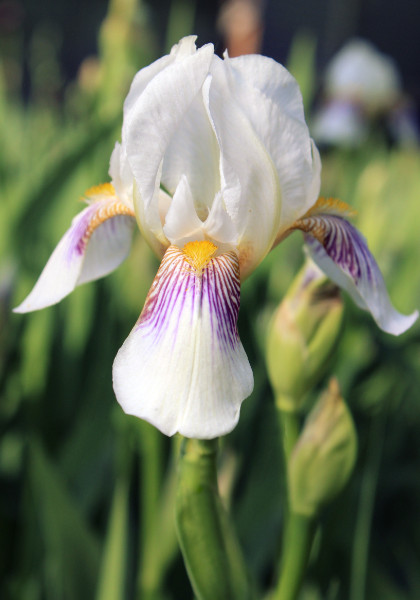 Who’s That Growing in My Garden? “Singularly Fearless” Mrs. George Darwin