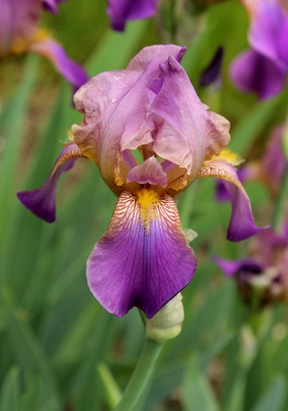 Plumeri iris heirloom bulbs