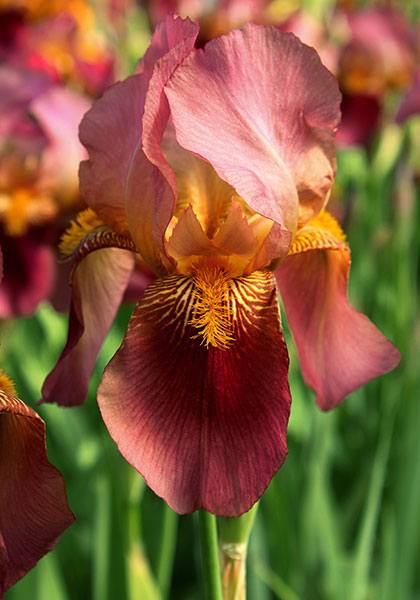 Rosy Wings iris heirloom bulbs