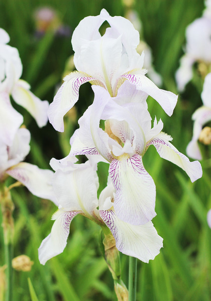 Bridesmaid iris heirloom bulbs