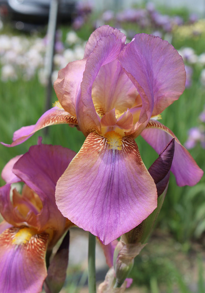Rosemohr  iris heirloom bulbs