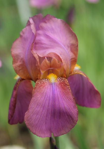 Rosemohr iris heirloom bulbs