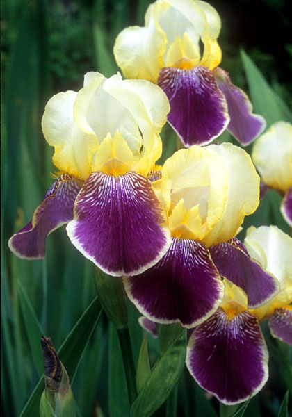 Prinzess Viktoria Luise iris heirloom bulbs