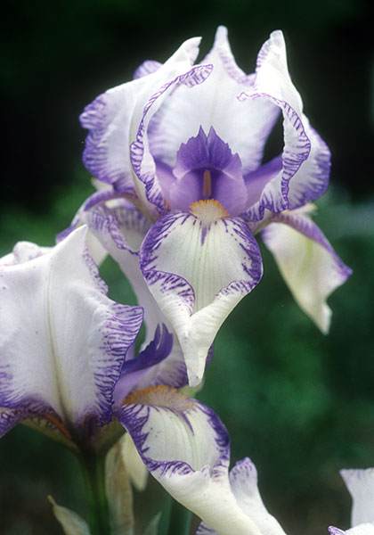 Swerti iris heirloom bulbs