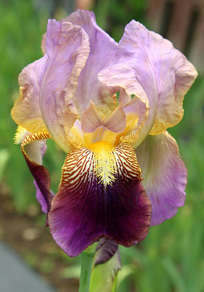 Francheville iris heirloom bulbs