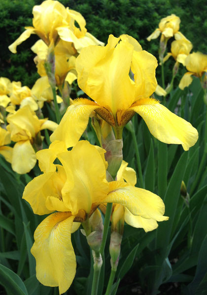 Coronation iris heirloom bulbs