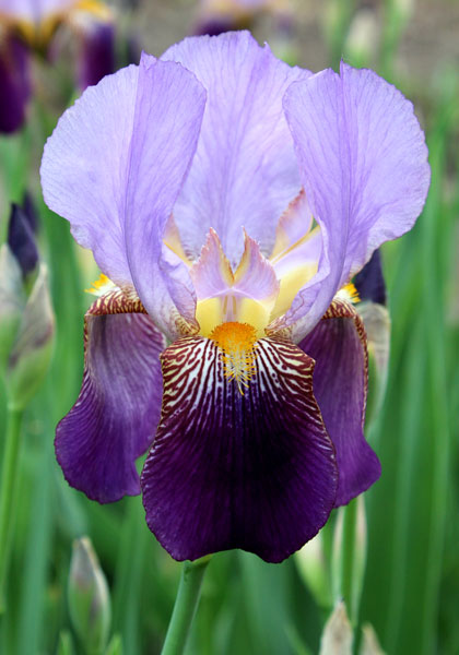 Heirloom Iris