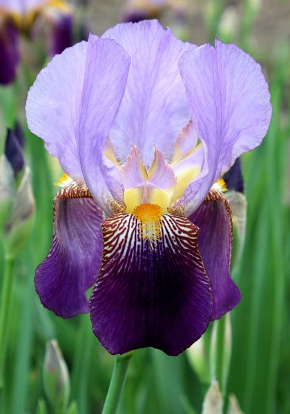 Alcazar iris heirloom bulbs