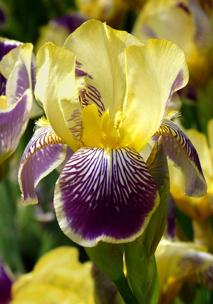 Loreley iris heirloom bulbs
