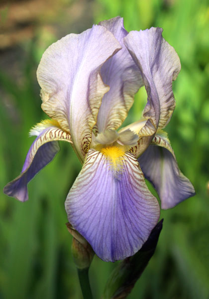 Lavandulacea iris heirloom bulbs