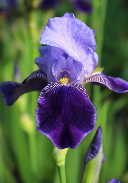 Perfection iris heirloom bulbs