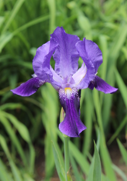 Othello iris heirloom bulbs
