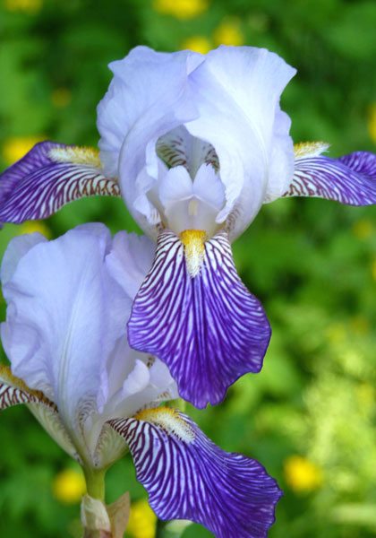 Neglecta iris heirloom bulbs