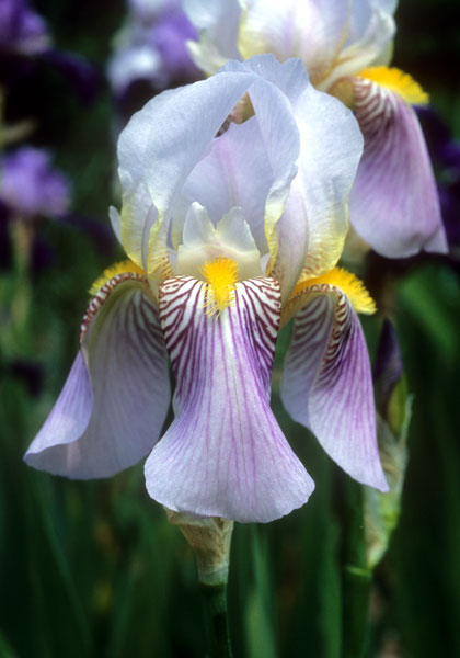 Wyomissing iris heirloom bulbs